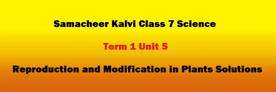 Samacheer Kalvi Class 7 Science Term 1 Unit 5 Reproduction and Modification in Plants Solutions